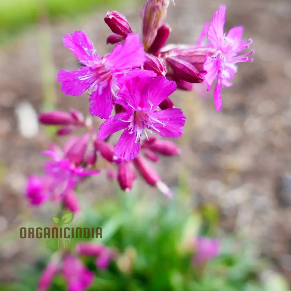 Silene Viscaria seeds packet for planting