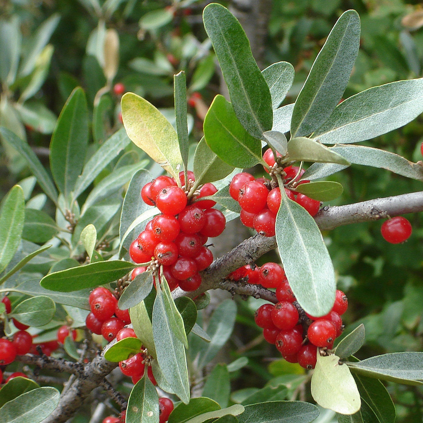 Silver Buffaloberry Seeds Non-GMO for Planting