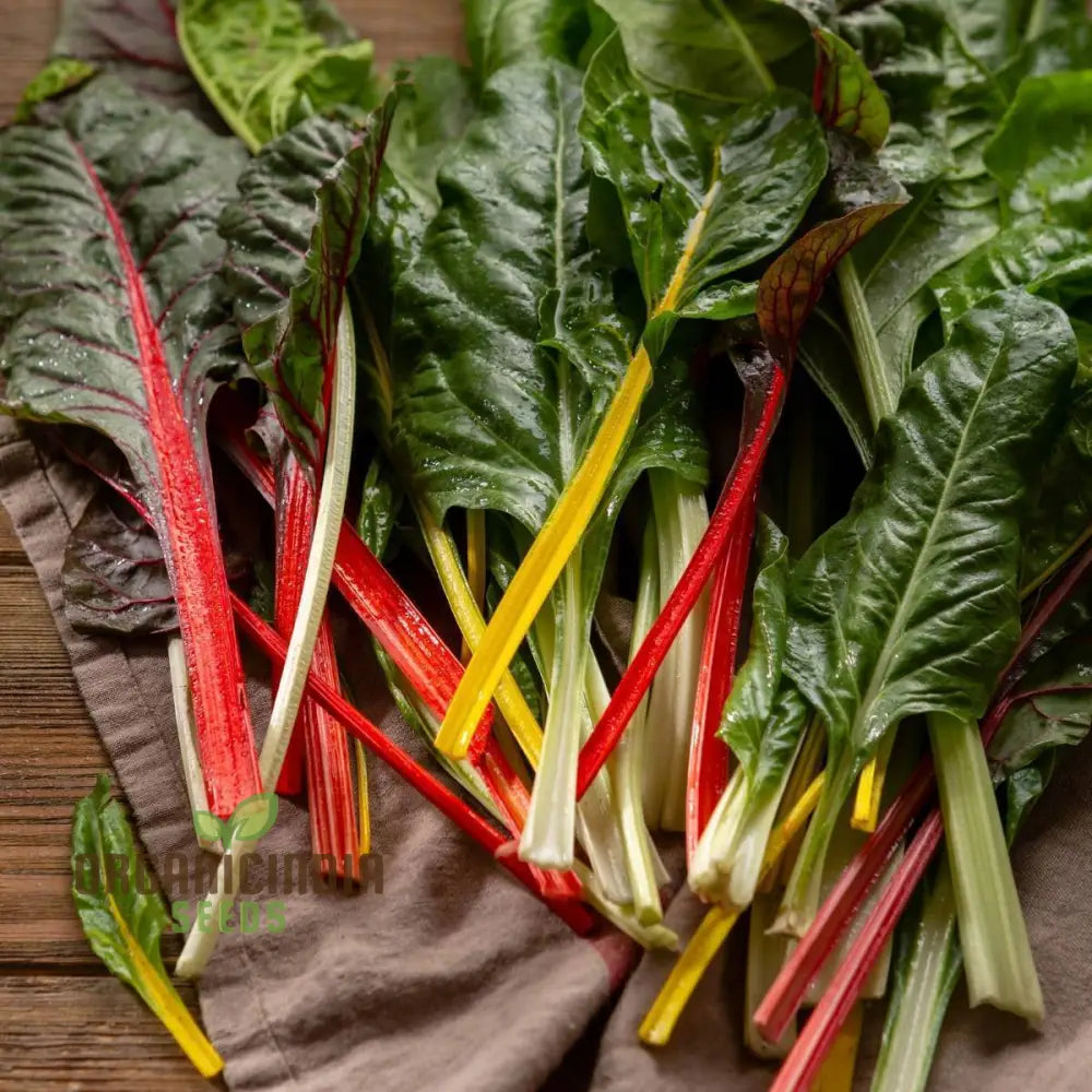 Fresh Heirloom Mix Silverbeet Leaves with Colorful Stems