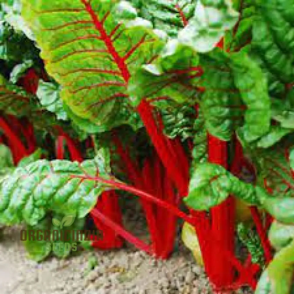 Fresh Magenta Silverbeet Leaves from Organic Seeds