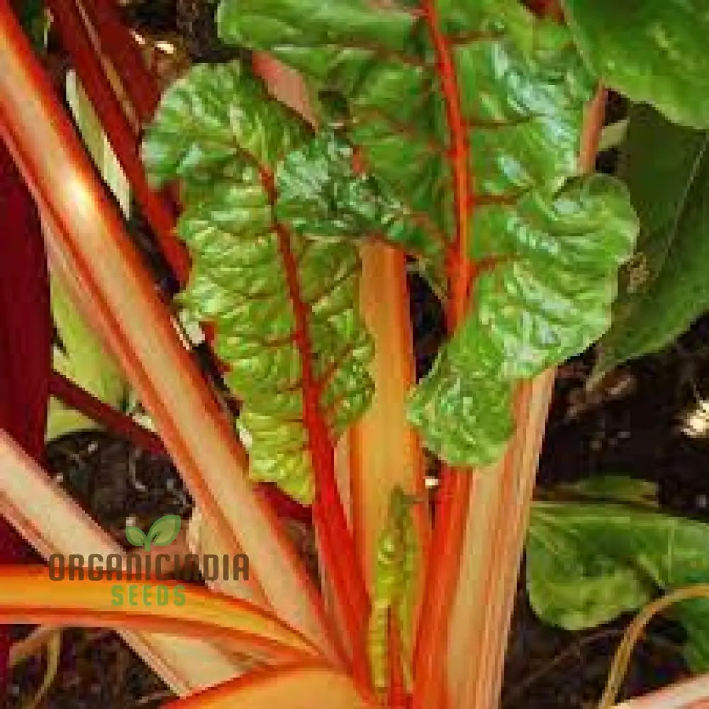 Fresh Oriole Decort (Orange) Silverbeet Leaves from Seeds