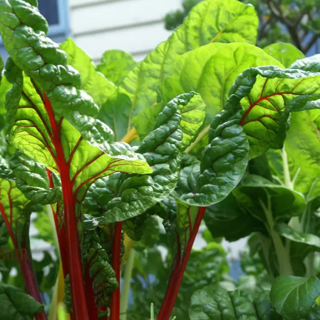 Fresh Ruby Red Silverbeet Leaves from Organic Seeds