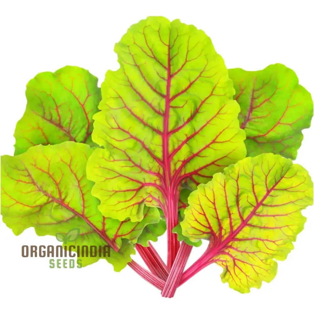 Mature Ruby Red Silverbeet Plant from Seeds in Home Garden