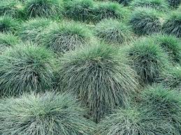 Silvery Blue Groundcover Seeds for Planting