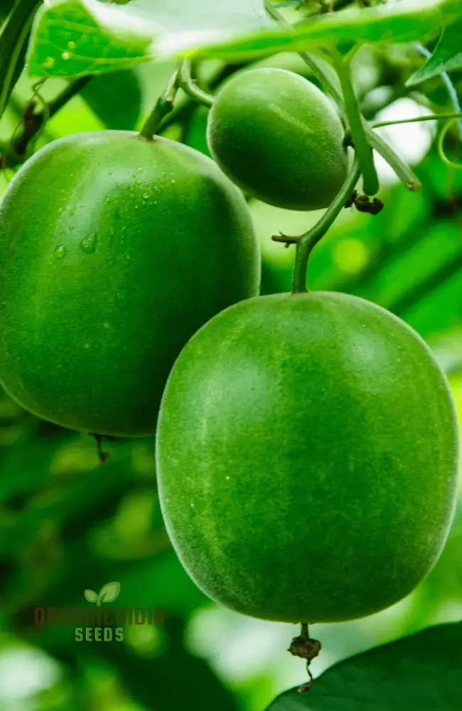 Siraitia grosvenorii Monk Fruit Seeds for Home Garden