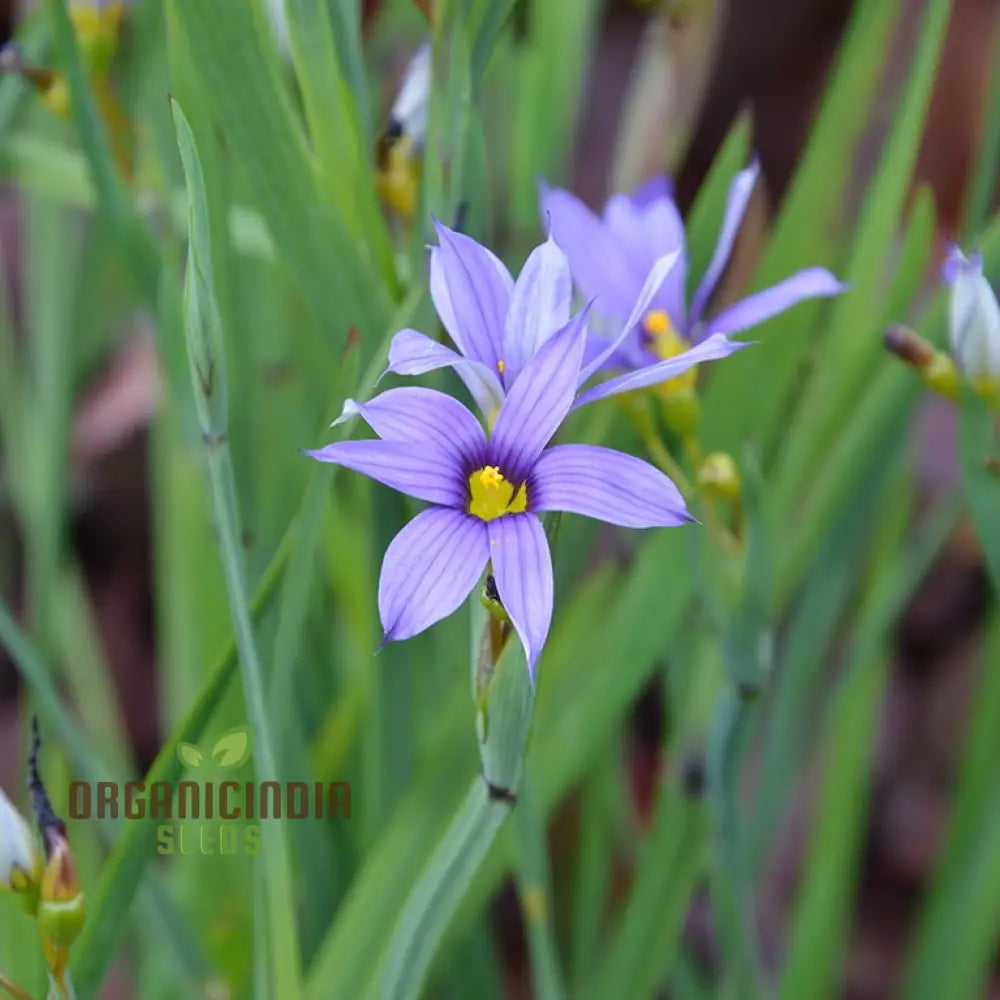 Sisyrinchium Idahoense seeds blue-eyed grass flower seeds