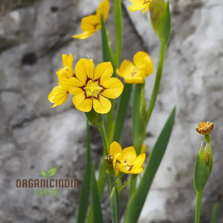 Sisyrinchium Macrocarpum seeds packet for planting