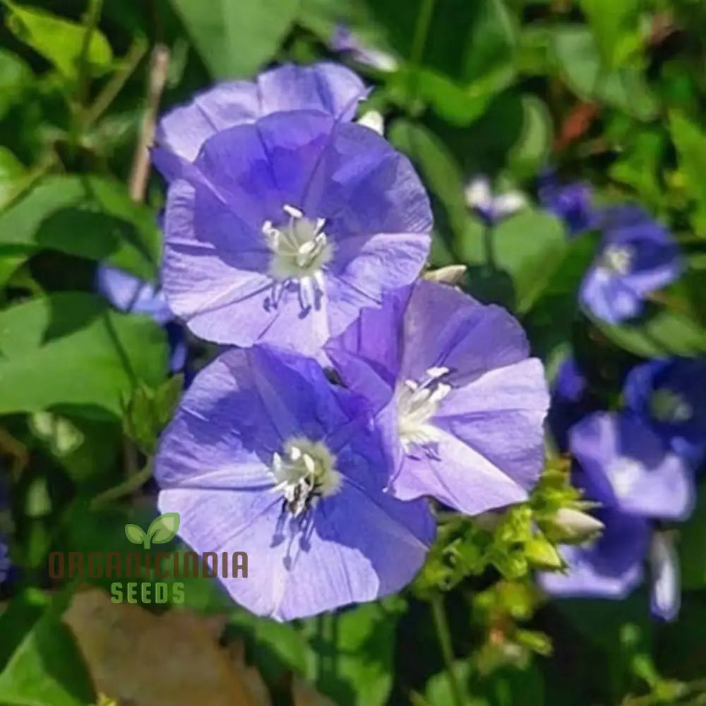 Sky Blue Jude Vine Flower Seeds â€“ Elevate Your Gardening Experience With Exquisite Serene Blooms!