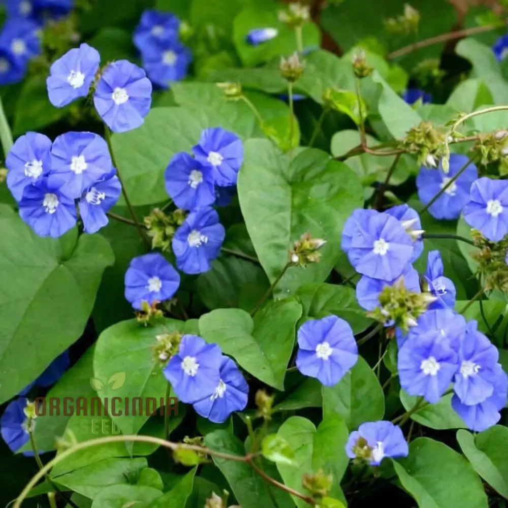 Sky Blue Jude Vine Flower Seeds for Planting