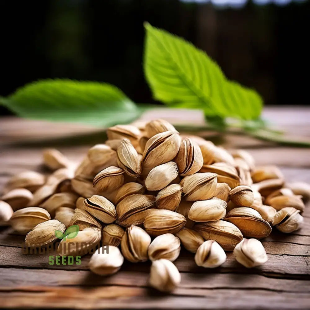 Slippery Elm Seeds Ulmus Rubra Organic Tree Seeds for Planting