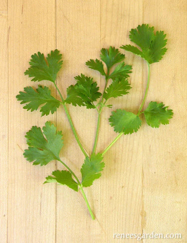Lush Cilantro Foliage from Slow Bolt Cilantro Seeds