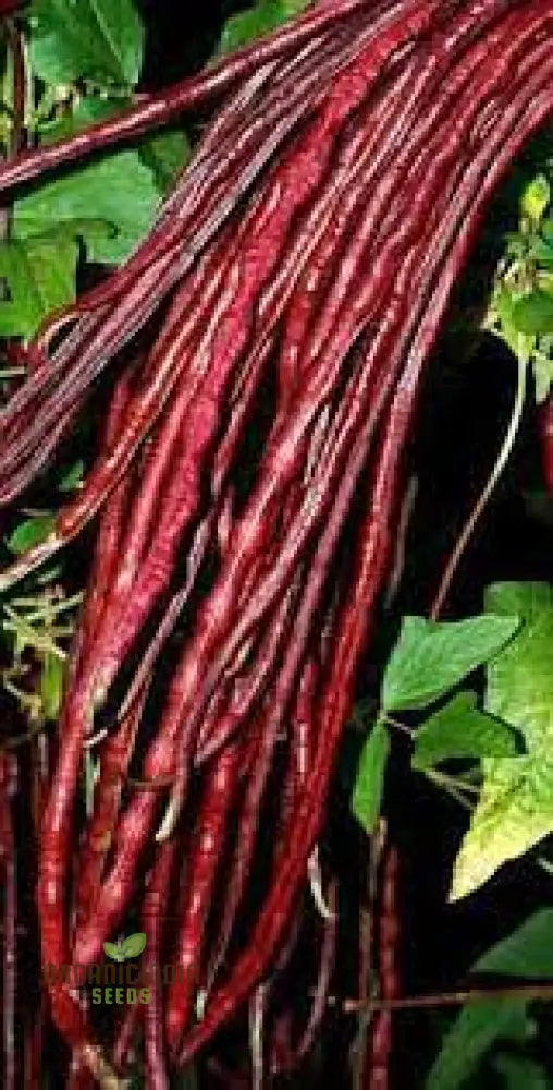 Fresh Burgundy Snake Bean Pods from Seeds, Long Yardlong Beans