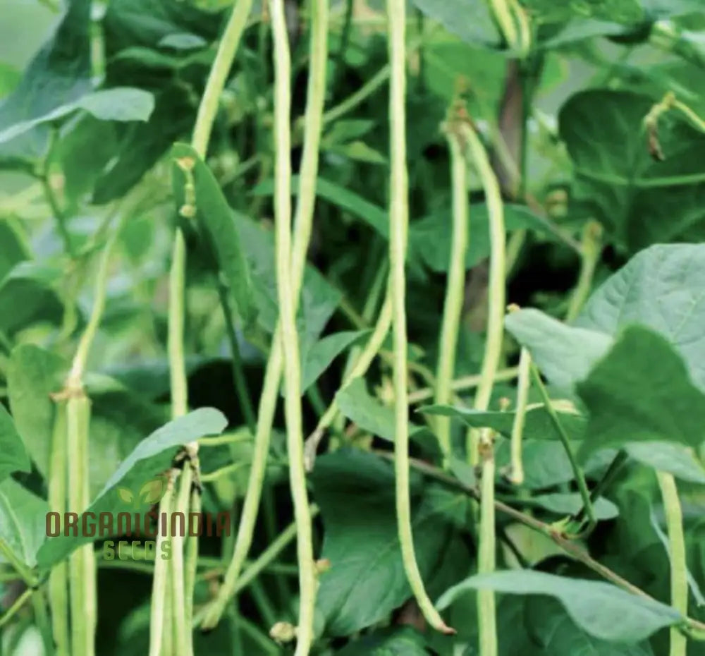 Fresh Snake Bean Pods from Red Dragon Seeds, Long Yardlong Beans