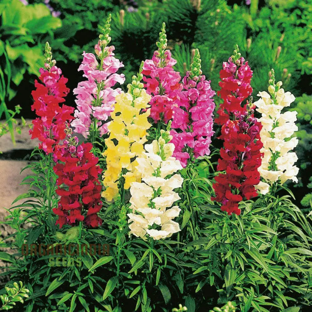 Snapdragon Mix Garden Seeds for Bright Seasonal Blooms