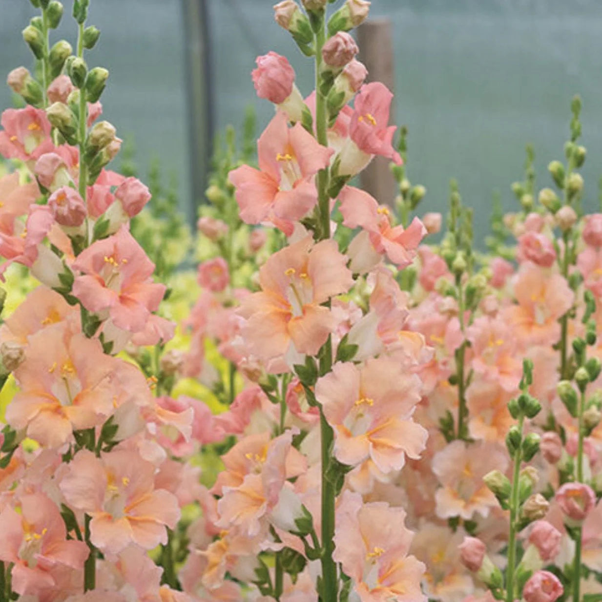 Snapdragon Salmon Seeds for Easy Garden Planting