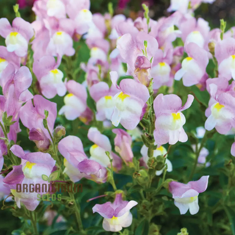 Snapdragon Tortuosum Flower Seeds for Twisting Blooms