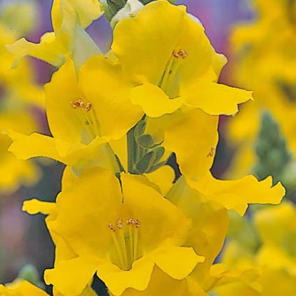 Golden Yellow Snapdragon Flower Seeds – Radiant Blooms for Vibrant Gardens