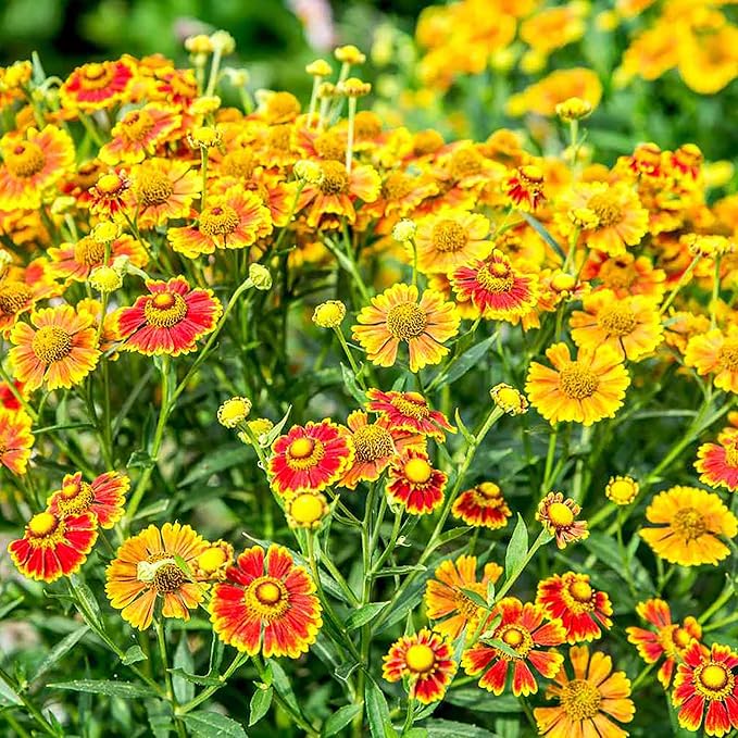 Sneezeweed Helen’s Flower Seeds for Garden Beds and Borders