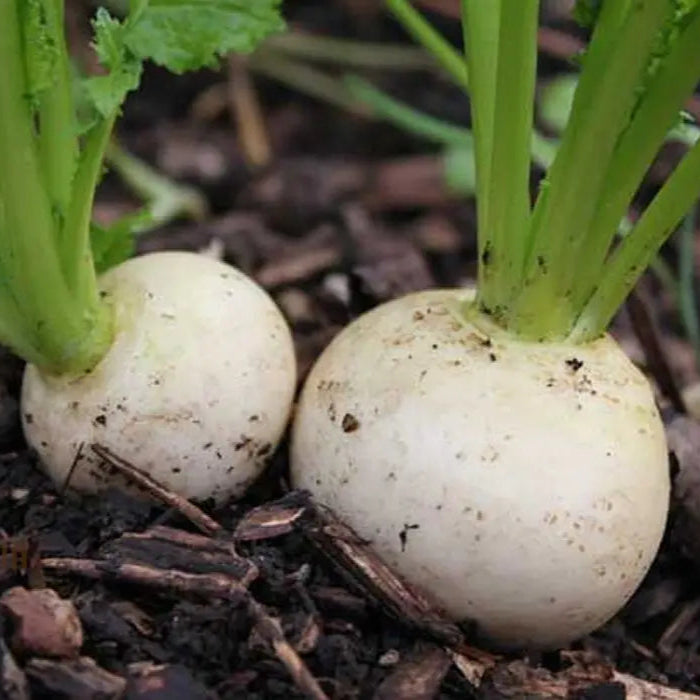 Snowball turnip seeds for planting crisp white turnips