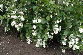 Common Snowberry Shrub with Dense Green Foliage