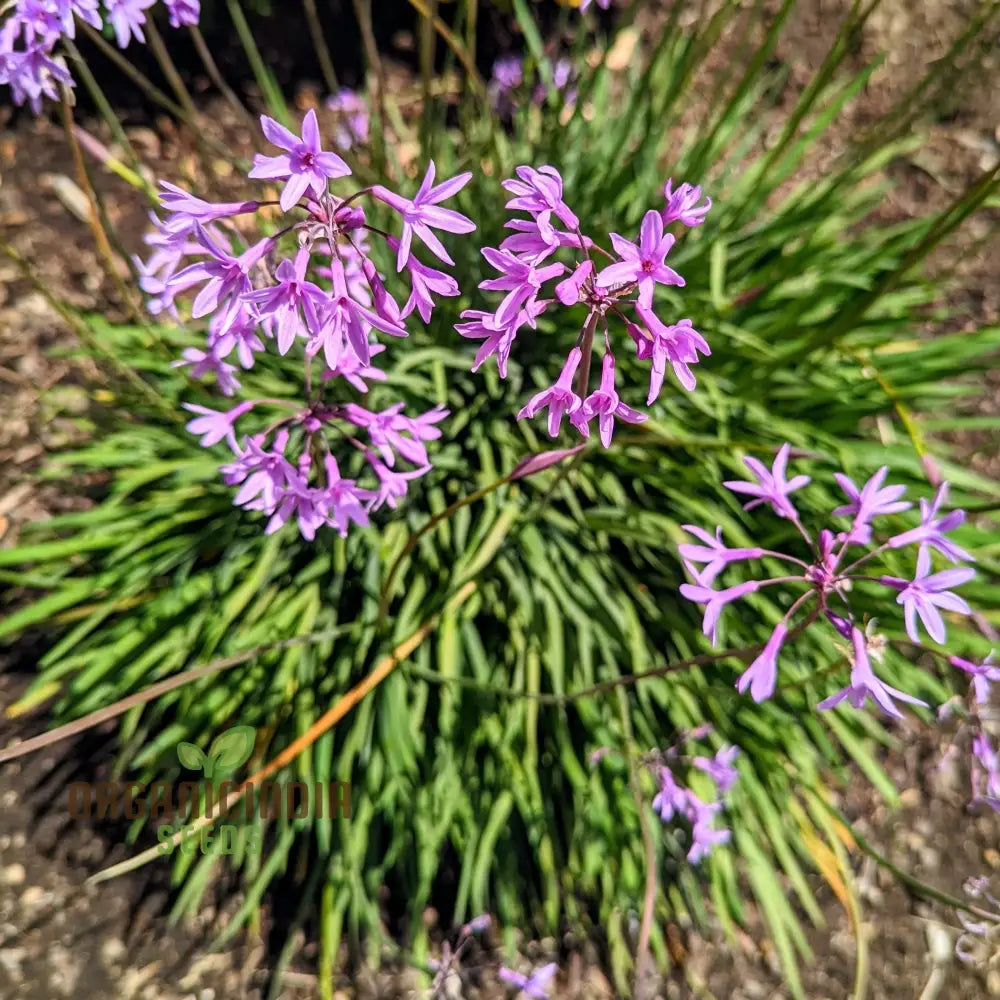 Society Garlic Seeds for Ornamental Garden Planting with Aromatic Foliage