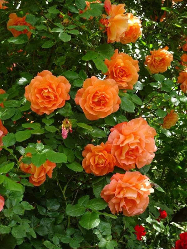 Soft Apricot Rose Seeds for Decorative Floral Gardening