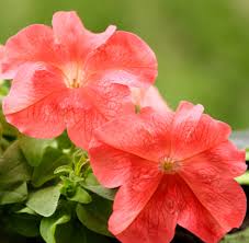 Soft Salmon Petunia Garden Seeds for Seasonal Flowering Plants