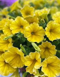 Soft Yellow Petunia Seeds for Beautiful Garden Displays