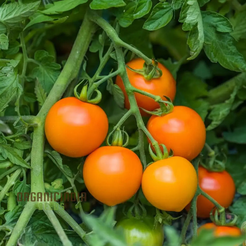 Solito Tomato Seeds for Home Garden, Compact and Flavorful Tomatoes