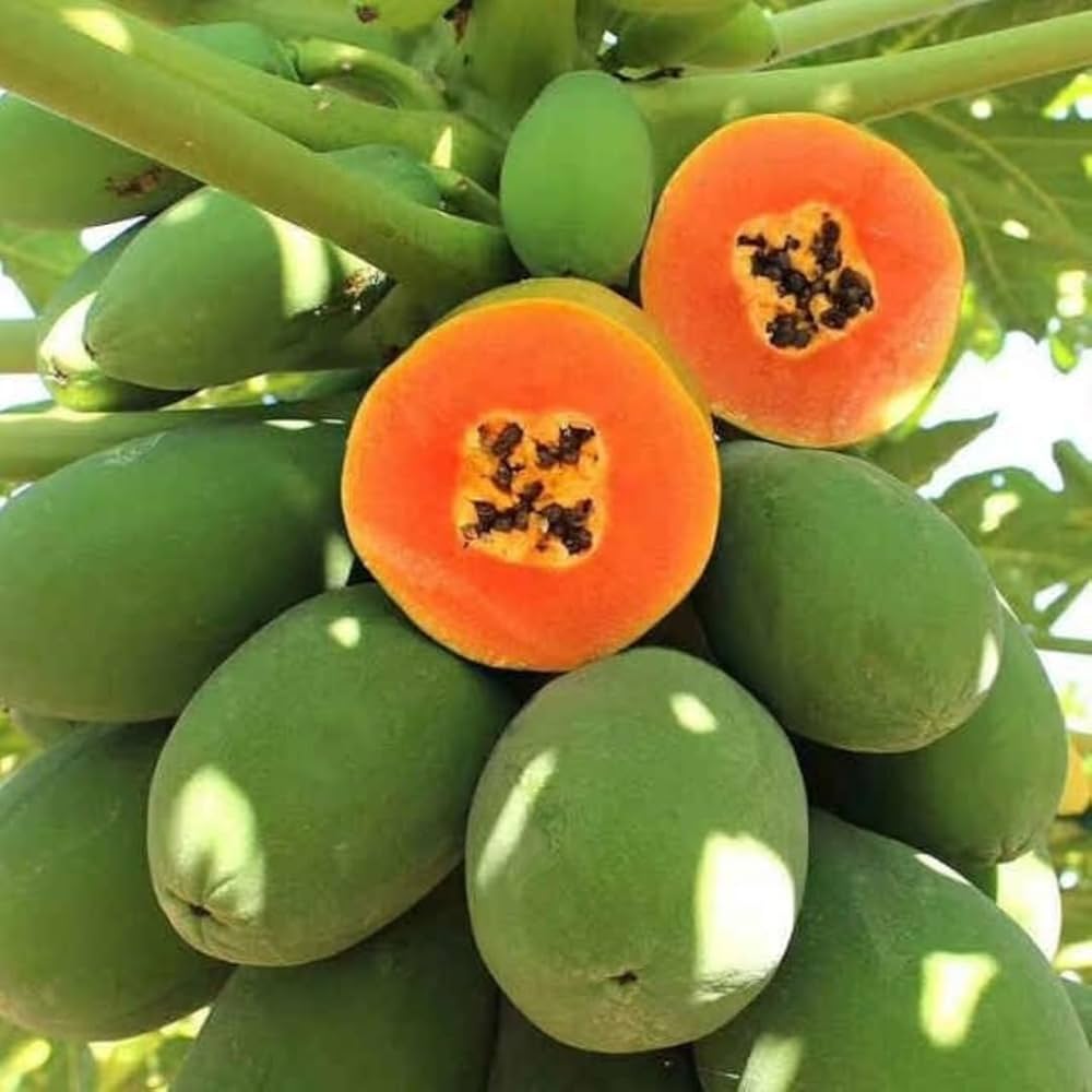 Solo Papaya seeds for planting tropical fruit trees at home