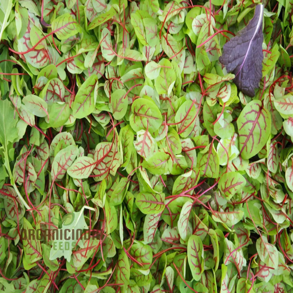 Mature Red Veined Sorrel Plant from Seeds, Home Garden Herb