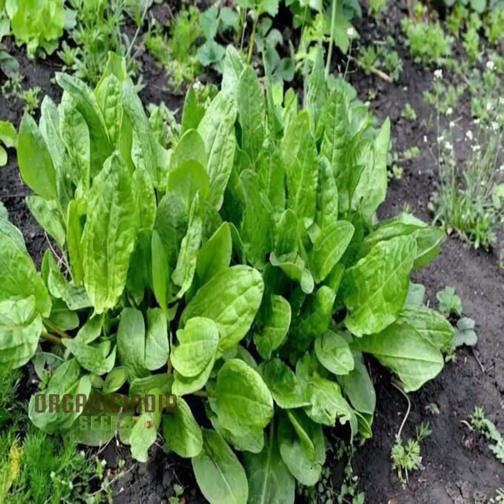 Mature Rumex Acetosa Sorrel Plant from Seeds, Bushy Tangy Leaves