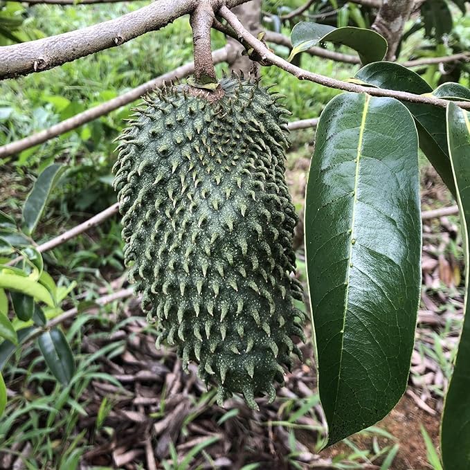 Soursop seedlings sprouting from tropical fruit seeds