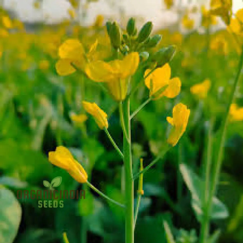Mature Southern Giant Curled Mustard Plant, Large Leafy Greens