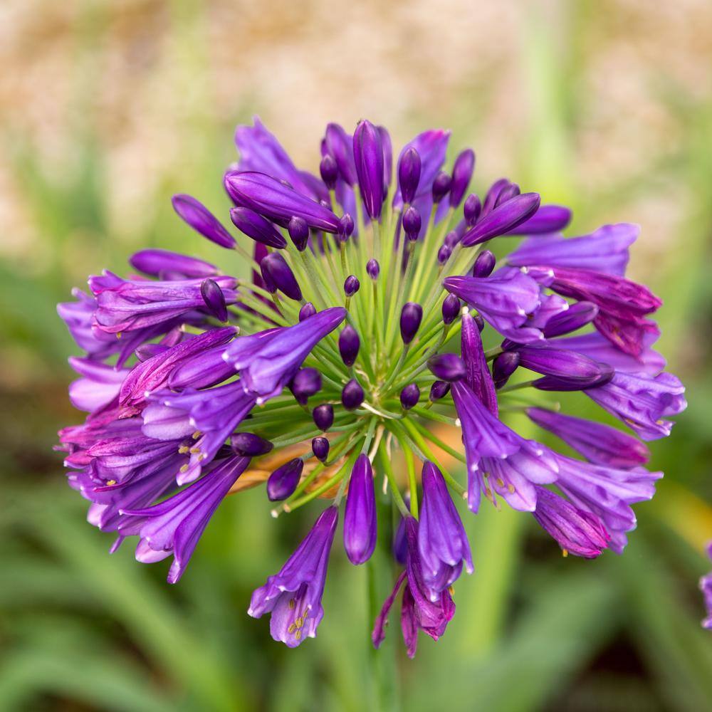 Amethyst Lavender Seeds – Vibrant Purple Blooms for Fragrant Gardens & Bouquets