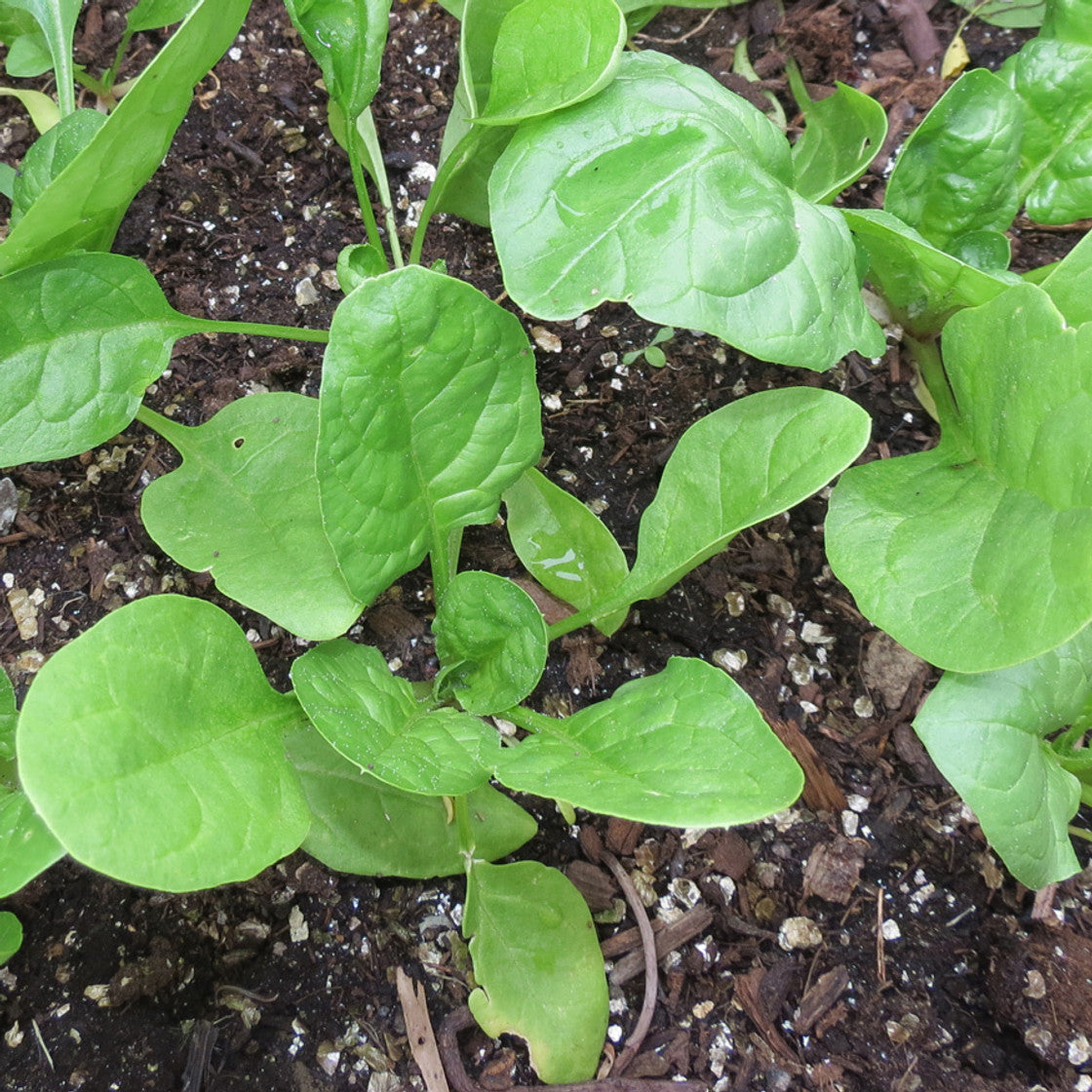 Space Spinach Seeds for Home Garden, Fast-Growing Nutrient-Rich Leafy Greens