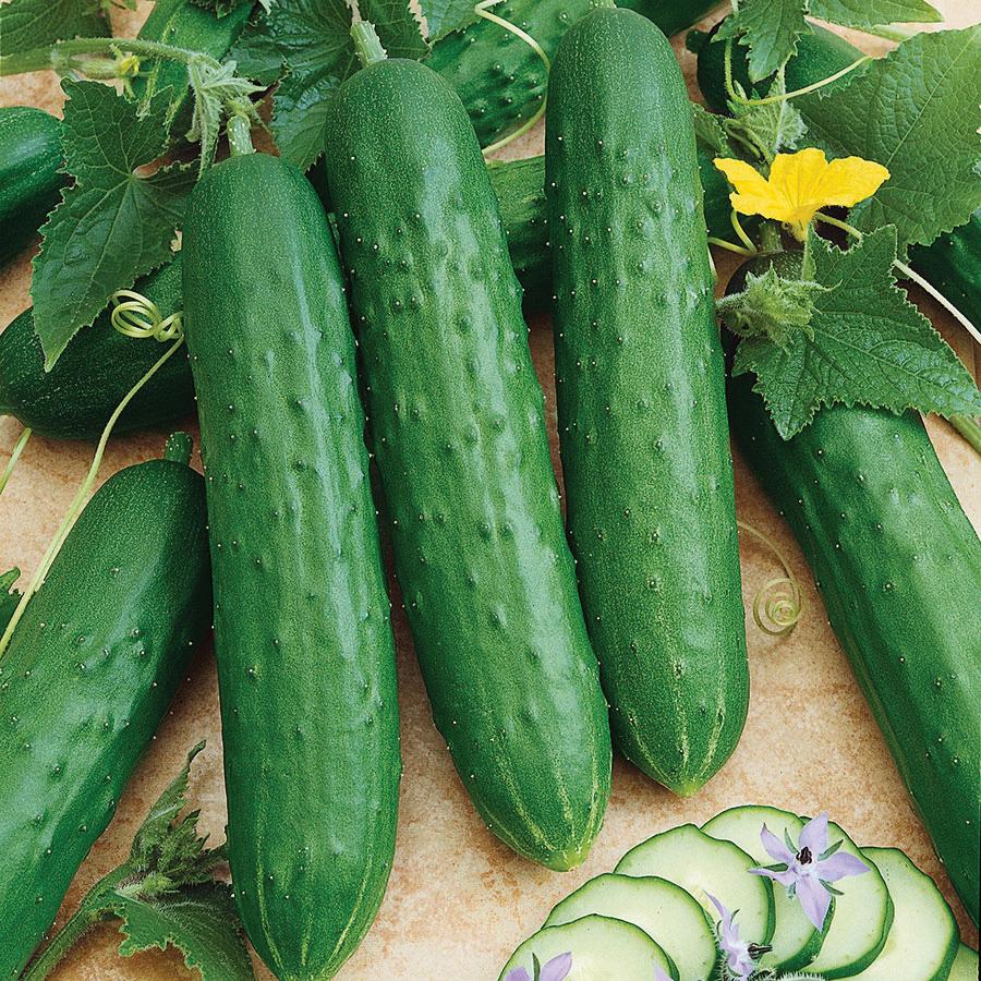 Mature Spacemaster 80 Cucumber Plant with Crisp Fruit from Seeds