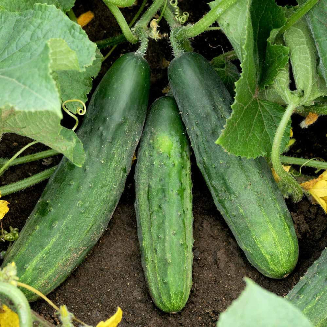 Spacemaster 80 Cucumber Seedlings Growing in Containers, Compact Heirloom Seeds