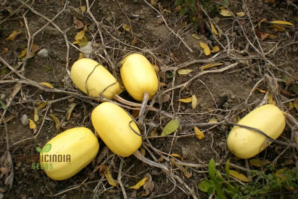 Ripe spaghetti squash grown from heirloom seeds