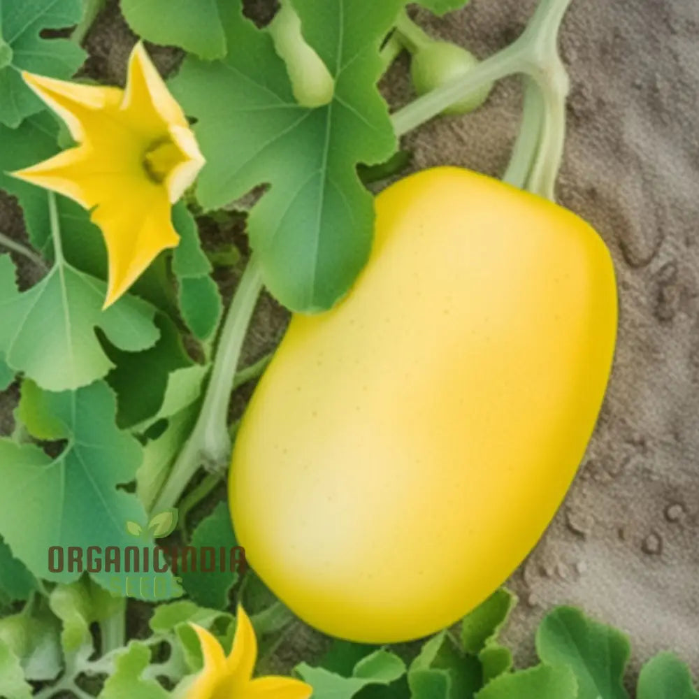 Spaghetti squash seeds for planting heirloom variety