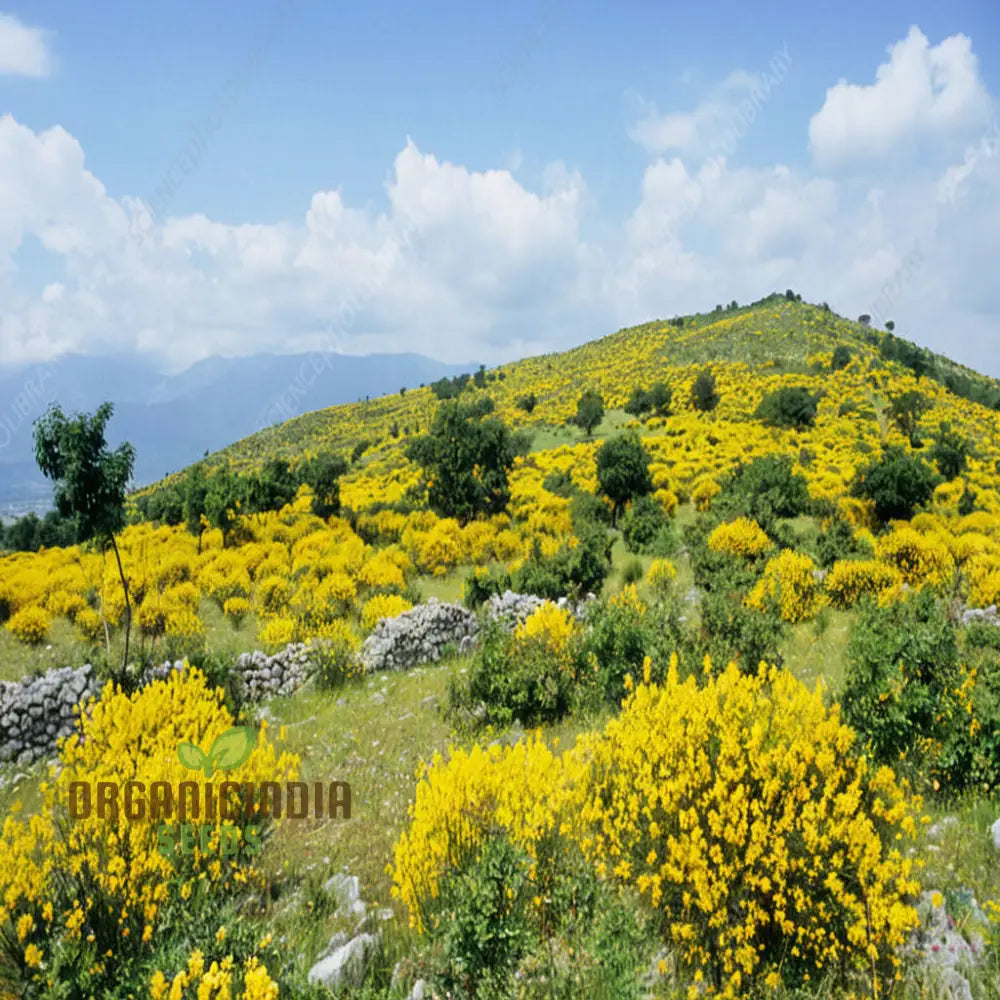 Spartium Junceum Seeds for Planting