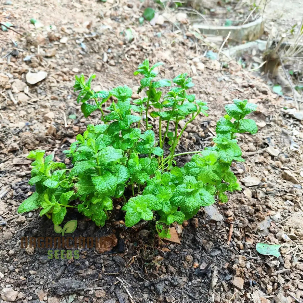 Spearmint Seeds for Cooking and Tea Herb Garden