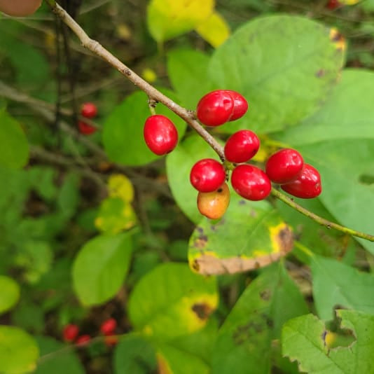 Spicebush Red Berry Seeds for Planting