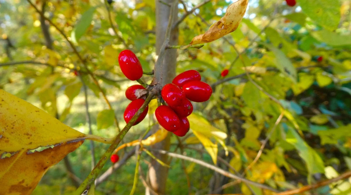Mature Spicebush Shrub with Foliage