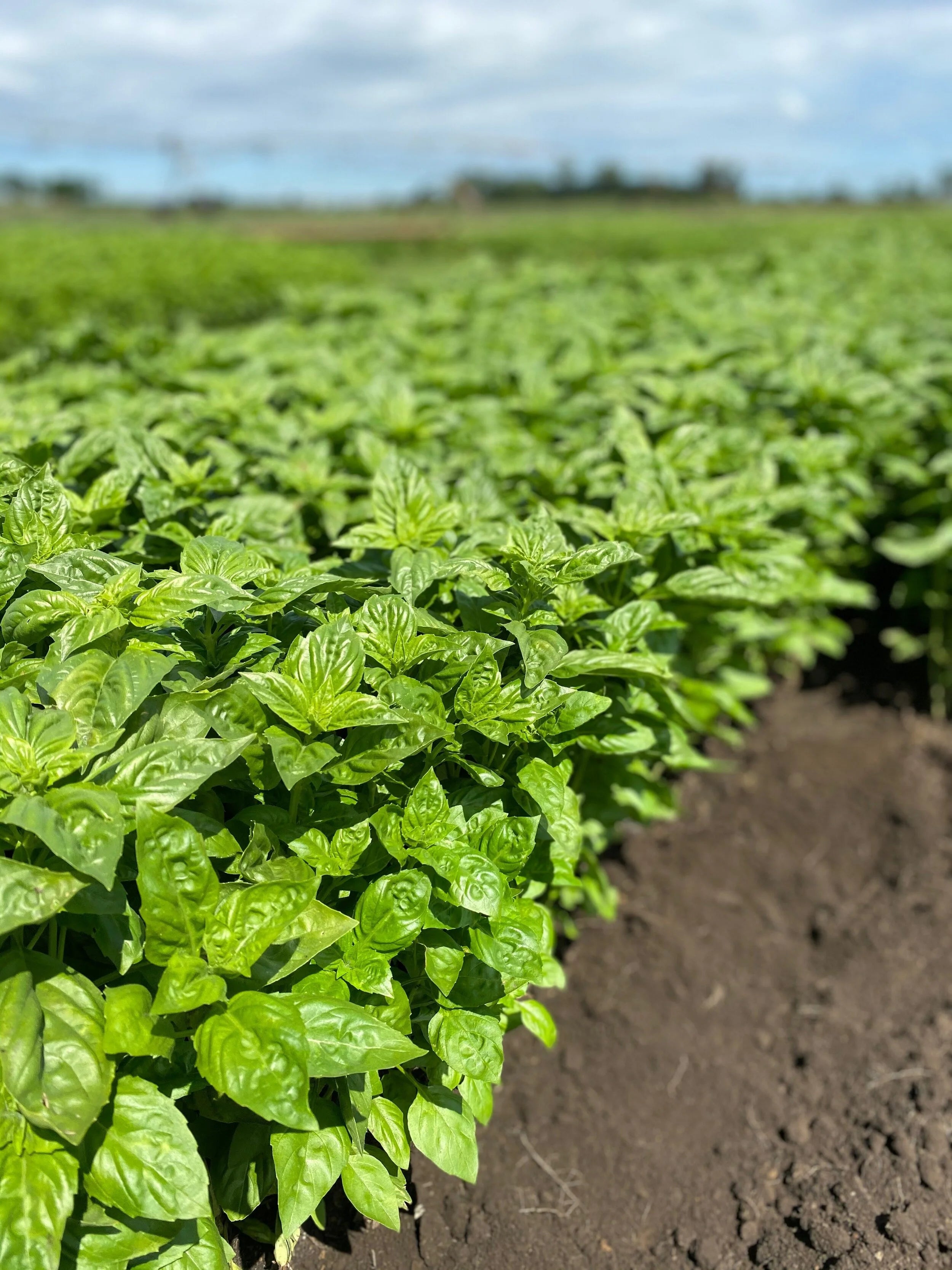 Spicy Sabre Basil Seeds for Container and Kitchen Garden Use