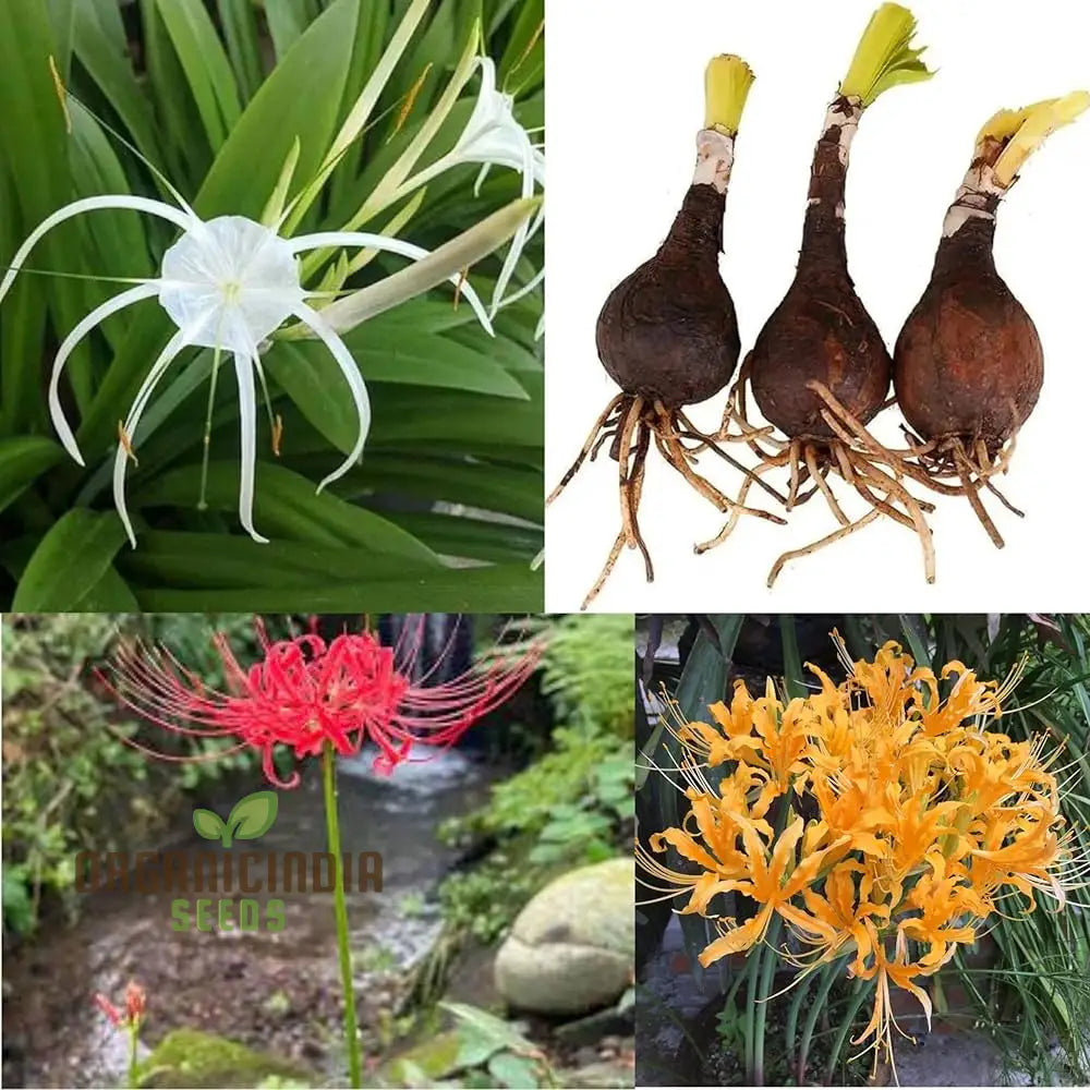 Spider Lily mixed color seeds for planting
