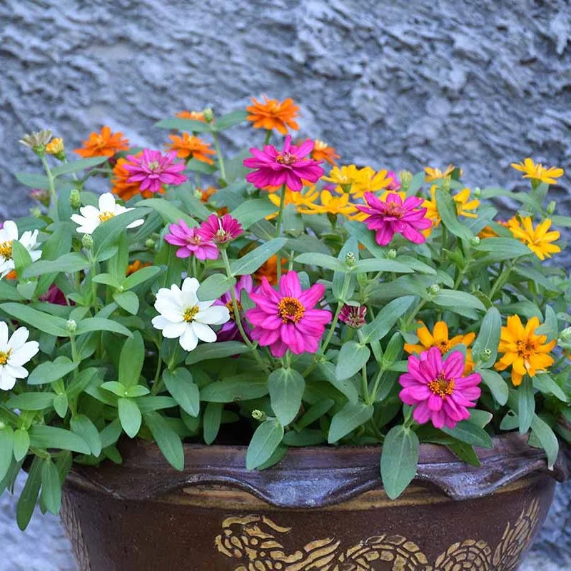 Spiky Petal Zinnia Seeds for High-Color Garden Displays