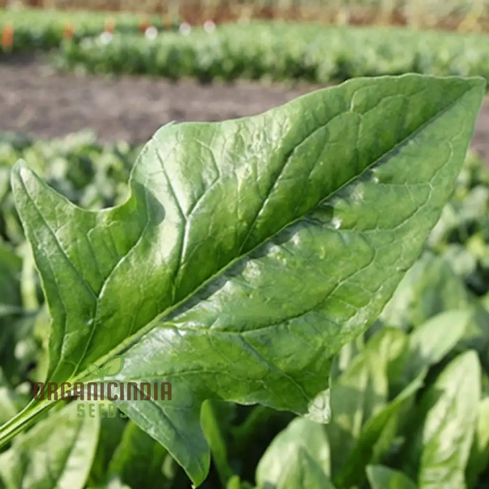 Spinach Harp Seeds for Planting, Fast-Growing Garden Greens