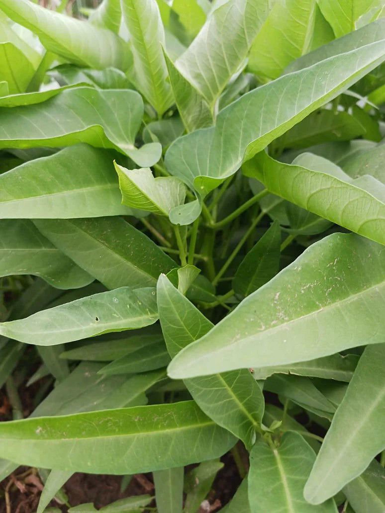 Kalmi Shak Spinach Plants Growing in Garden Bed from Seeds, Home Vegetable Garden
