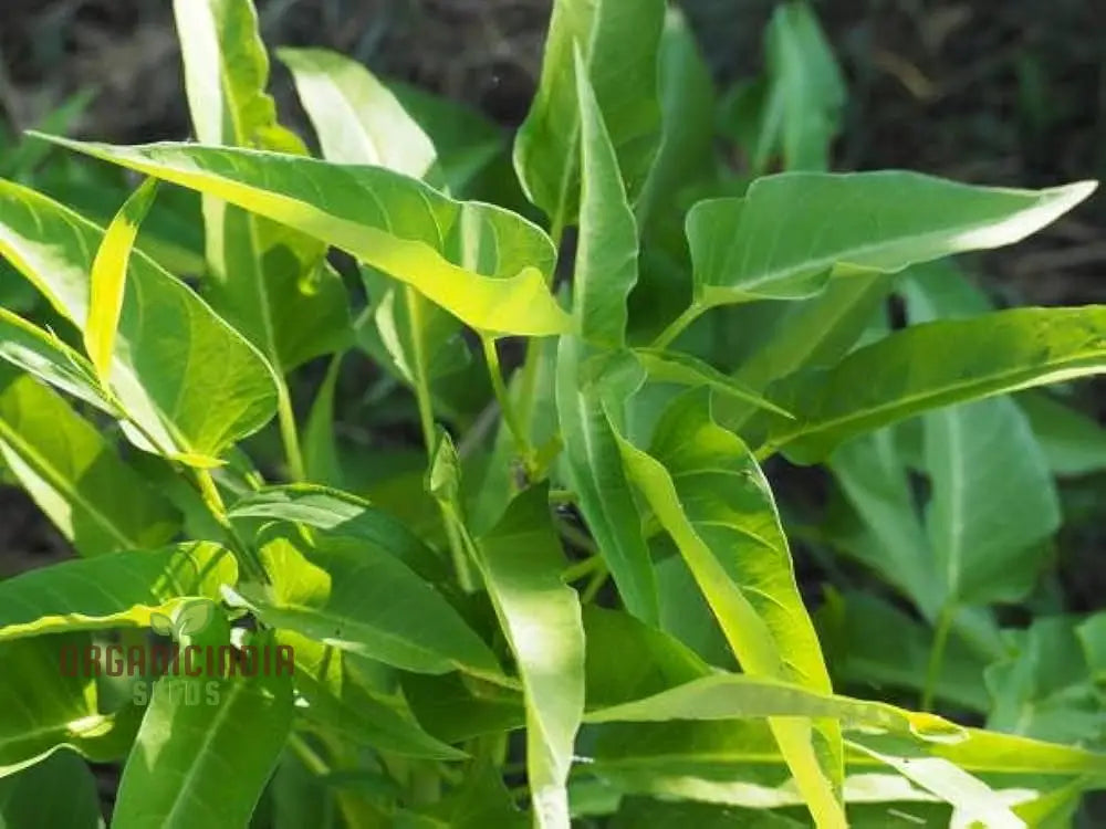 Harvested Kalmi Shak Leaves from Seeds, Tender and Nutritious Spinach